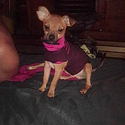 Lil Guy is registered to the contest to win money with this photo: dog, small_dog, puppy, clothing, purple_outfit, bed, indoor, pet, animal, ears, looking, sitting, dark, furniture, blanket, curious, canine, domestic_animal, companion, cute