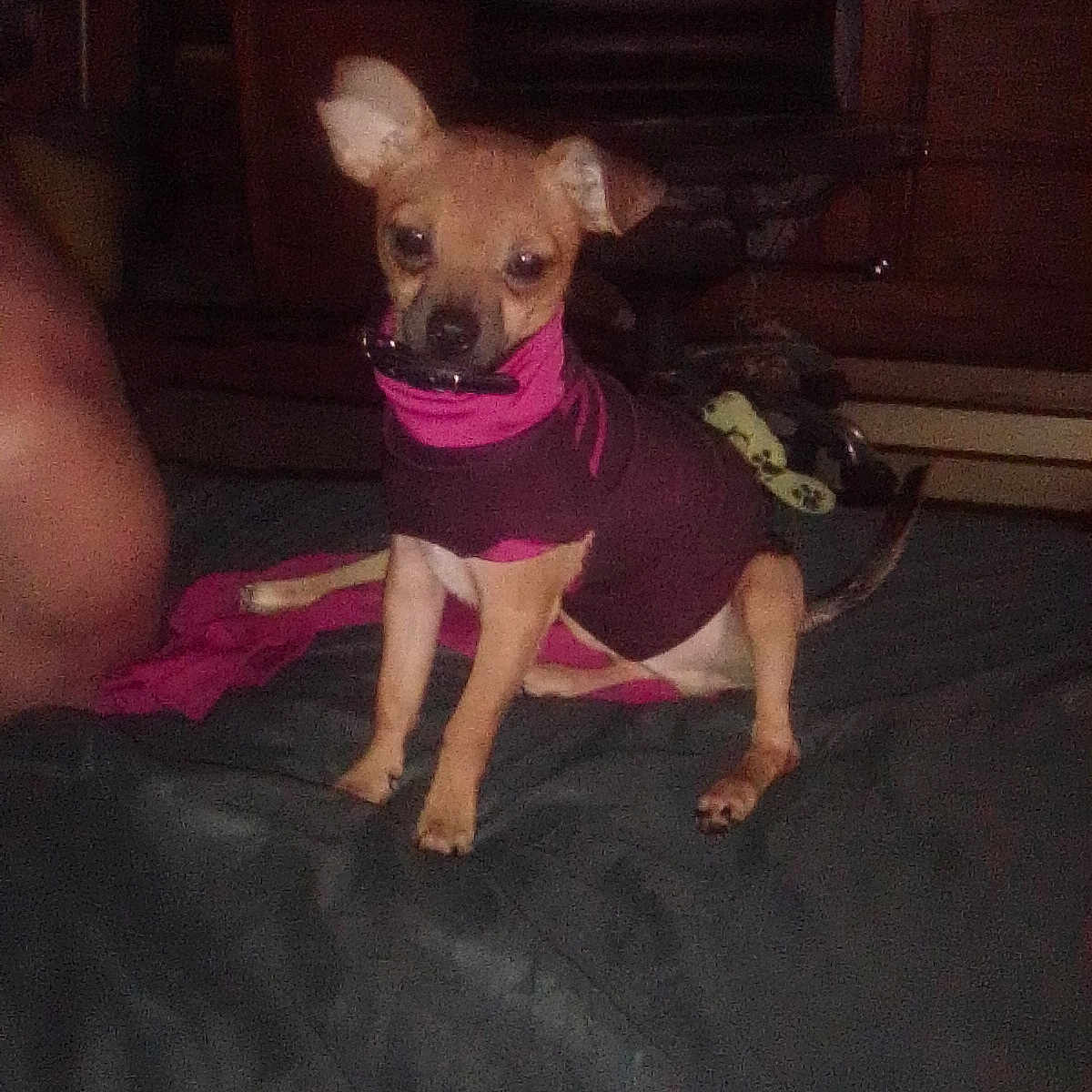 Lil Guy