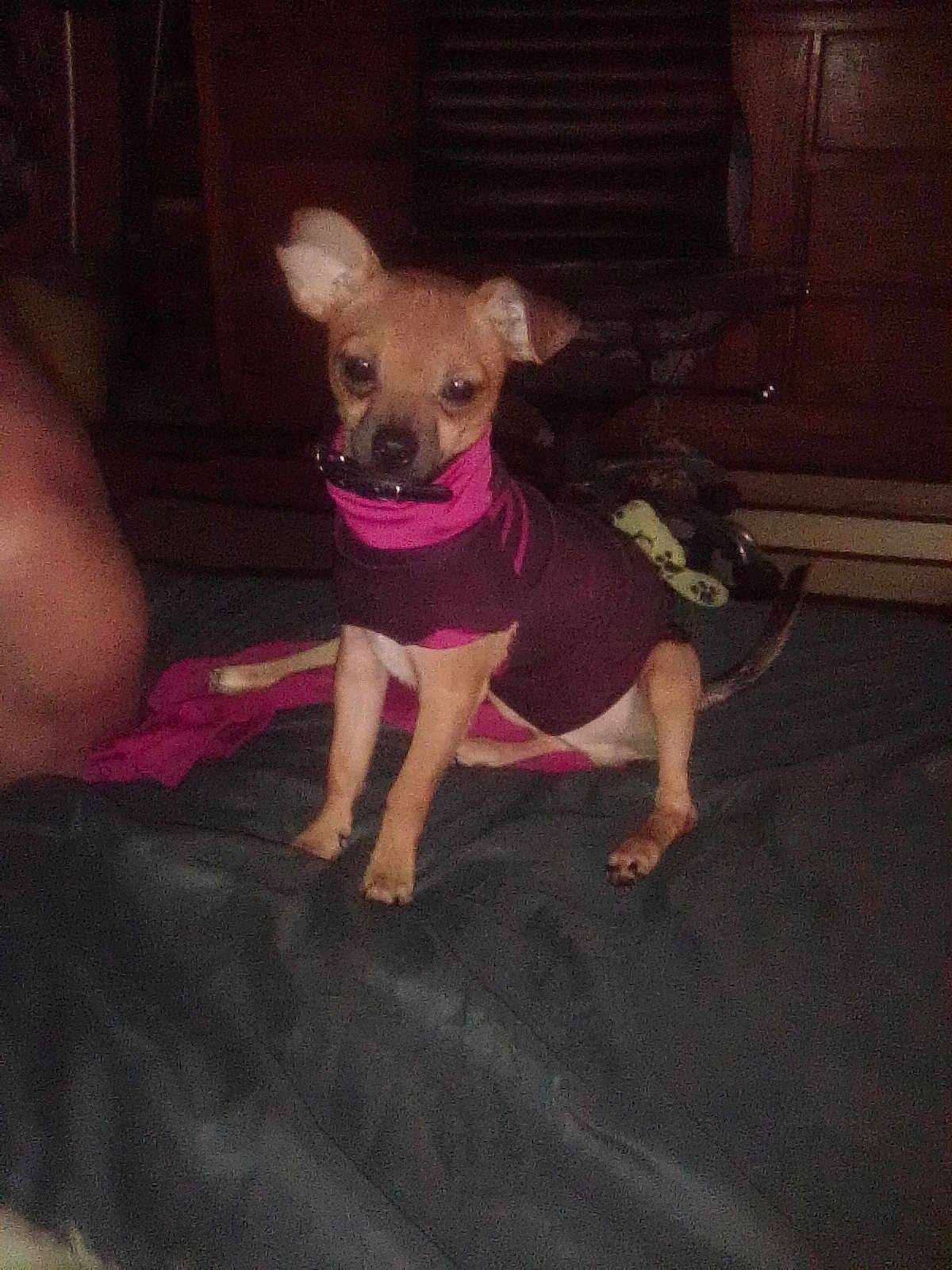 Lil Guy is registered to the contest to win money with this photo: dog, small_dog, puppy, clothing, purple_outfit, bed, indoor, pet, animal, ears, looking, sitting, dark, furniture, blanket, curious, canine, domestic_animal, companion, cute