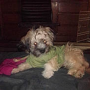 Lil Boi joined the competition — help win amazing prizes! dog, pet, indoor, clothing, green_shirt, furniture, crate, resting, flash, glowing_eyes, dark, bed, blanket, animal, small_dog, fur, cute, domestic, canine, cozy