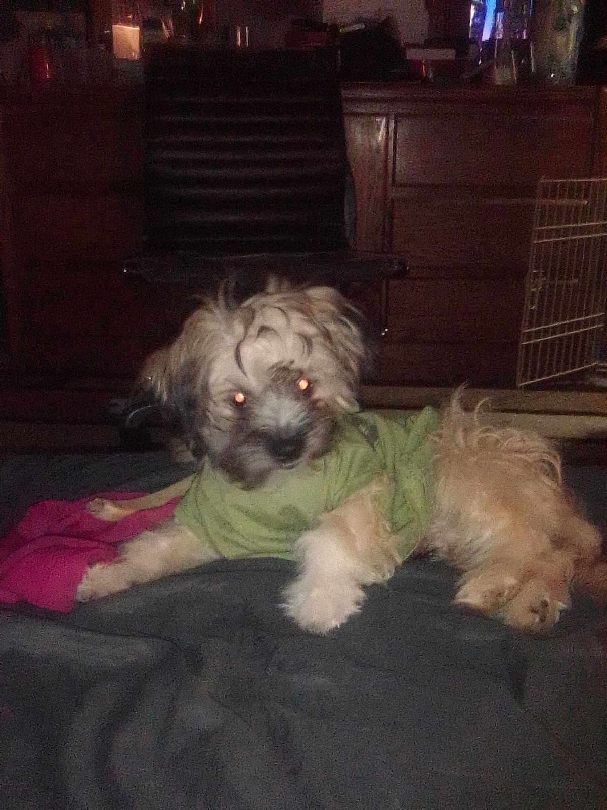 Lil Boi joined the competition — help win amazing prizes! dog, pet, indoor, clothing, green_shirt, furniture, crate, resting, flash, glowing_eyes, dark, bed, blanket, animal, small_dog, fur, cute, domestic, canine, cozy