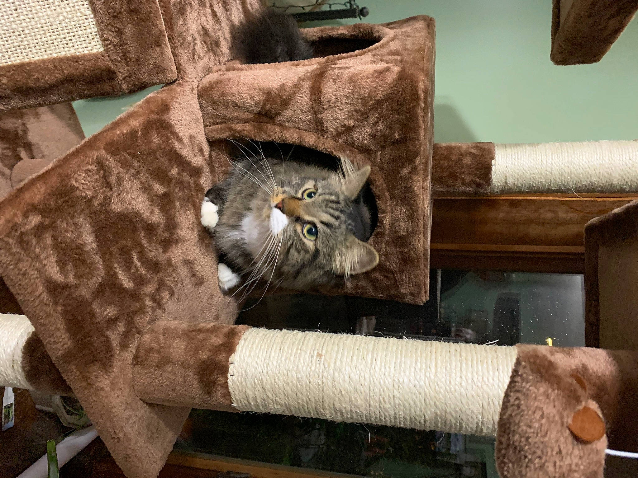 Mr Littles is registered to the contest to win money with this photo: armrest, carnivore, cat, cat_supply, chair, comfort, domestic_short_haired_cat, fawn, felidae, fur, hardwood, interior_design, living_room, metal, natural_material, room, small_to_medium_sized_cats, tail, whiskers, wood