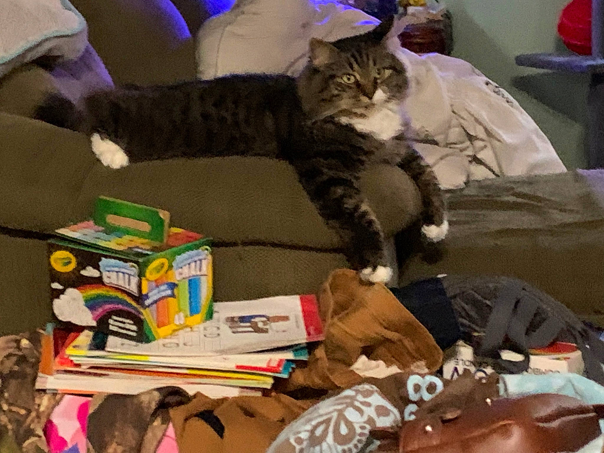 Mr Littles is registered to the contest to win money with this photo: art, artist, box, carnivore, cat, comfort, couch, domestic_short_haired_cat, felidae, fur, lap, linens, publication, room, small_to_medium_sized_cats, snapshot, tail, textile, visual_arts, whiskers