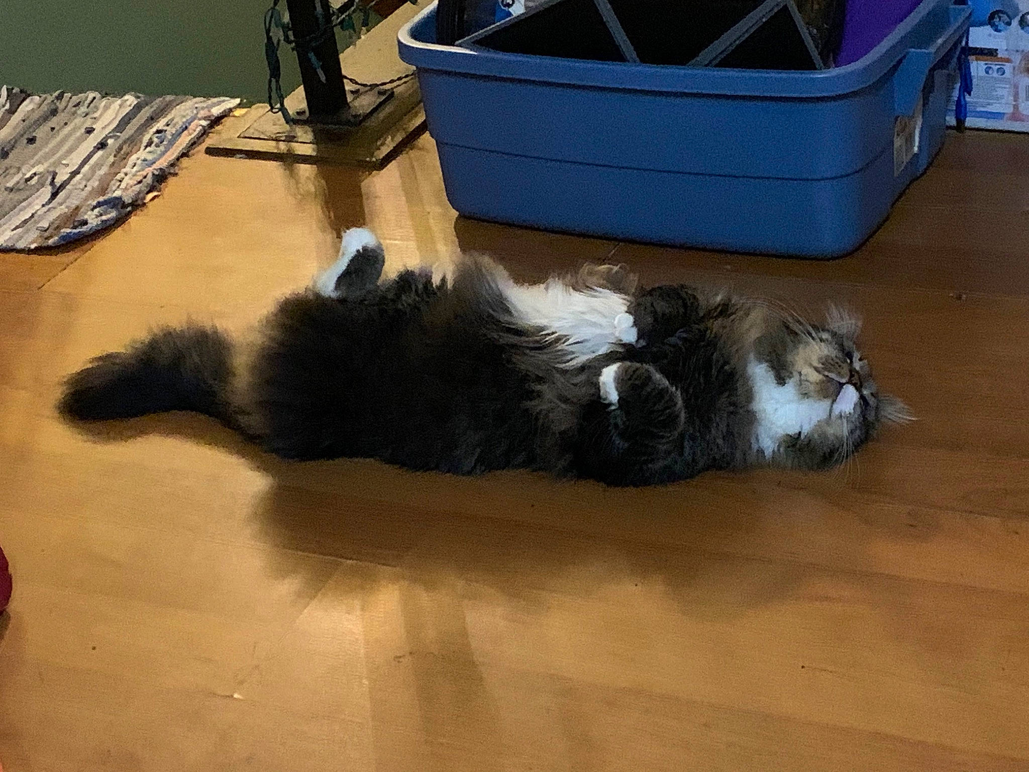 Mr Littles joined the competition — help win amazing prizes! canidae, carnivore, cat, comfort, companion_dog, dog_breed, domestic_short_haired_cat, felidae, floor, flooring, fur, hardwood, laminate_flooring, luggage_and_bags, paw, small_to_medium_sized_cats, sporting_group, tail, whiskers, wood