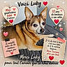 dog, small_dog, pet, portrait, brown_fur, white_fur, pointed_ears, dark_eyes, black_nose, lying_down, blanket, bed, indoors, home, heart, sparkles, romantic, french_text, anniversary, collage