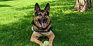 Rekkr The Relentless is registered to the contest to win money with this photo: dog, german_shepherd, grass, ball, tree, outdoor, pet, animal, sunlight, happy, tongue_out, nature, playful, canine, summer, greenery, lying_down, ears_up, daytime, park
