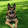 dog, german_shepherd, grass, ball, tree, outdoor, pet, animal, sunlight, happy, tongue_out, nature, playful, canine, summer, greenery, lying_down, ears_up, daytime, park