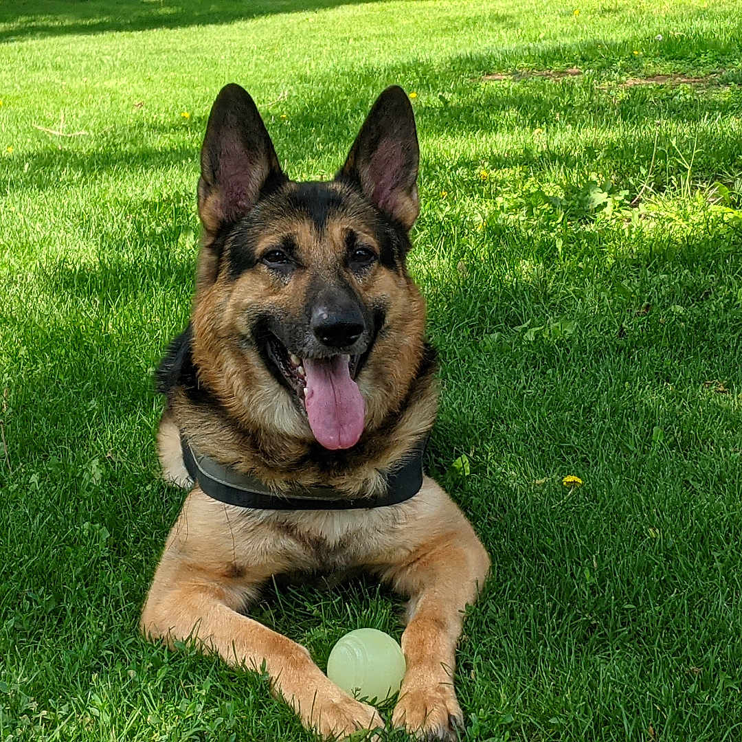 Rekkr The Relentless is registered to the contest to win money with this photo: animal, ball, canine, daytime, dog, ears_up, german_shepherd, grass, greenery, happy, lying_down, nature, outdoor, park, pet, playful, summer, sunlight, tongue_out, tree