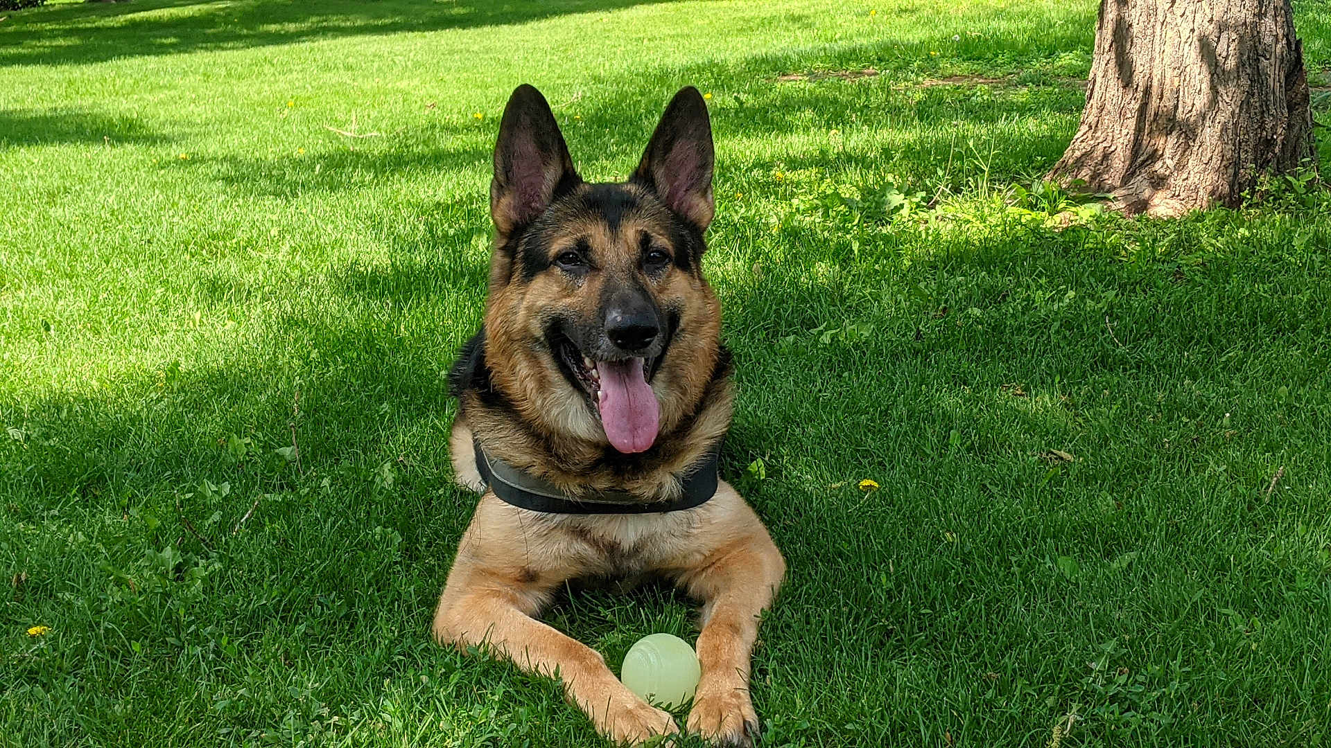 Rekkr The Relentless is registered to the contest to win money with this photo: dog, german_shepherd, grass, ball, tree, outdoor, pet, animal, sunlight, happy, tongue_out, nature, playful, canine, summer, greenery, lying_down, ears_up, daytime, park