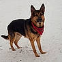 Rekkr The Relentless joined the competition — help win amazing prizes! dog, german_shepherd, bandana, snow, outdoor, animal, pet, canine, winter, fur, standing, alert, nature, mammal, walking, cold, portrait, watchful, friendly, companion