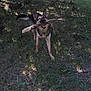 Rekkr The Relentless is registered to the contest to win money with this photo: dog, german_shepherd, stick, grass, outdoor, nature, pet, animal, playful, canine, shade, smiling, happy, mouth, ears, fur, standing, daylight, yard, tree_shadow