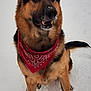 dog, german_shepherd, red_bandana, snow, animal, pet, outdoor, canine, fur, ears, tail, paw, winter, cold, muzzle, sitting, looking_up, friendly, alert, nature