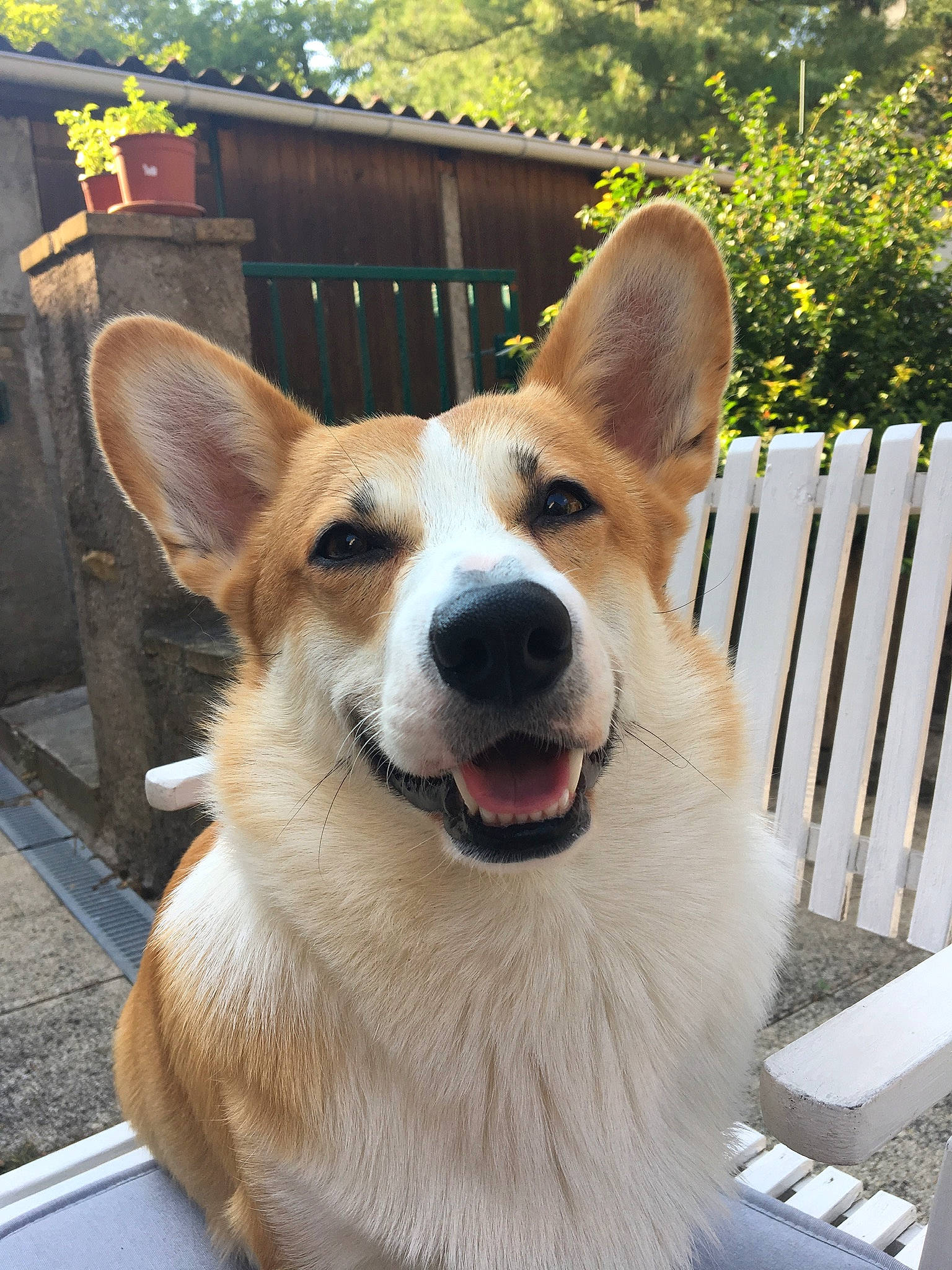 Captain a rejoint le concours — aidez-le/la à gagner de superbes lots ! ancient_dog_breeds, canaan_dog, canidae, cardigan_welsh_corgi, carnivore, carolina_dog, companion_dog, corgi_chihuahua, dog, dog_breed, fawn, herding_dog, mammal, norrbottenspets, norwegian_buhund, pembroke_welsh_corgi, rare_breed_dog, snout, vertebrate, welsh_corgi