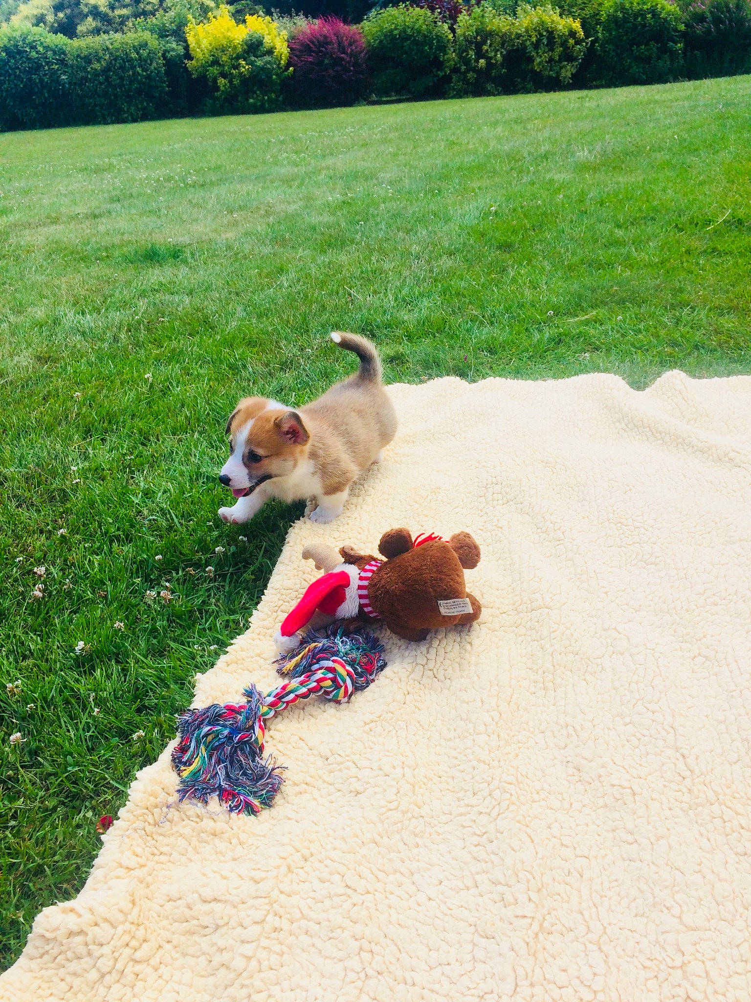 Captain Mcnuggets a rejoint le concours — aidez-le/la à gagner de superbes lots ! canidae, carnivore, companion_dog, dog, dog_breed, dog_walking, fawn, grass, lawn, leash, mammal, pembroke_welsh_corgi, play, puggle, puppy, shiba_inu, sporting_group, tail, welsh_corgi