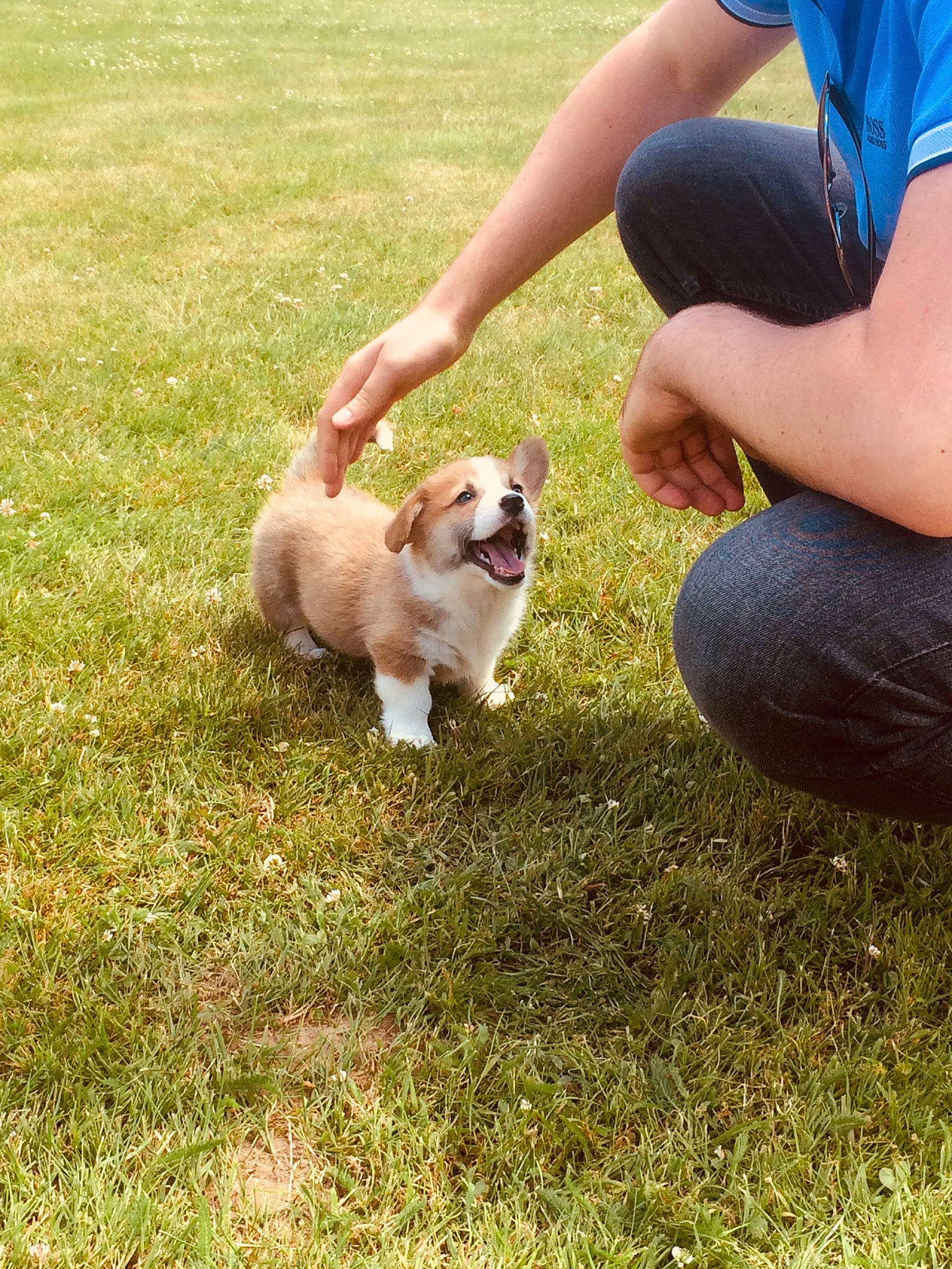 Captain Mcnuggets a rejoint le concours — aidez-le/la à gagner de superbes lots ! canidae, carnivore, cavachon, cavalier_king_charles_spaniel, companion_dog, dog, dog_breed, grass, lawn, mammal, puppy, shih_tzu, sporting_group, vertebrate