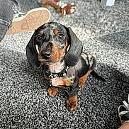 Lucifer is registered to the contest to win money with this photo: dog, puppy, dachshund, indoor, carpet, toy, black_and_tan, pet, cute, sitting, looking_up, collar, floor, person, shoe, furry, animal, home, domestic, small_dog