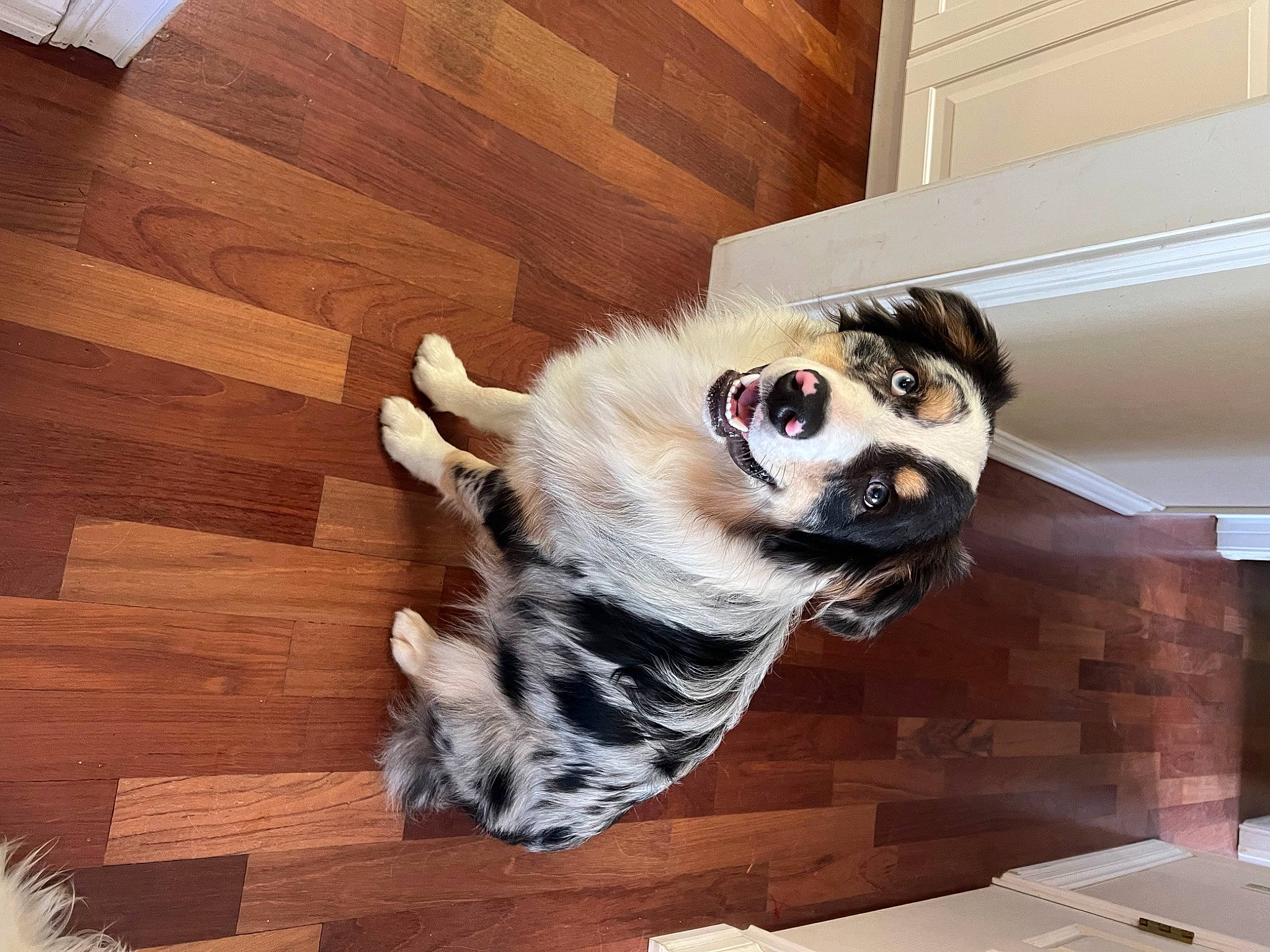 Astro joined the competition — help win amazing prizes! carnivore, companion_dog, dog, dog_breed, dog_supply, eyewear, fawn, floor, flooring, foot, fur, hardwood, plank, snout, tail, vision_care, whiskers, wood, wood_stain, working_animal