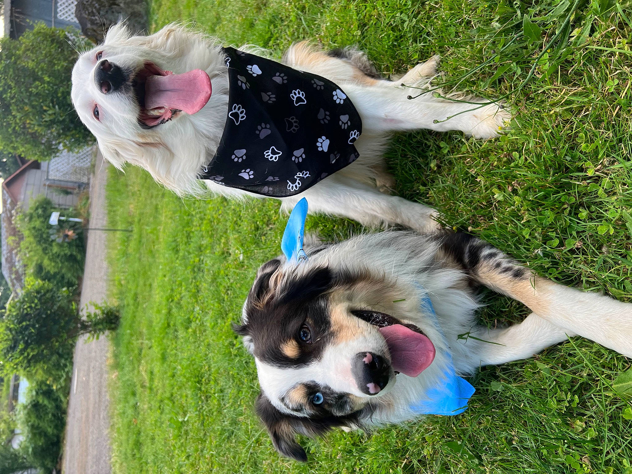 Astro is registered to the contest to win money with this photo: canidae, carnivore, collar, companion_dog, dog, dog_breed, dog_collar, dog_supply, fawn, fur, grass, lawn, mammal, plant, snout, sporting_group, toy_dog, tree, vertebrate, working_animal