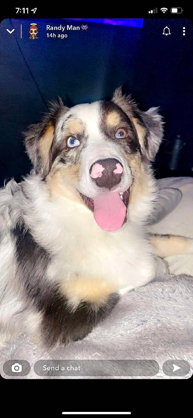 Astro is registered to the contest to win money with this photo: ancient_dog_breeds, canidae, carnivore, companion_dog, dog, dog_breed, fang, fur, herding_dog, shout, snout, sporting_group, terrestrial_animal, whiskers, working_dog