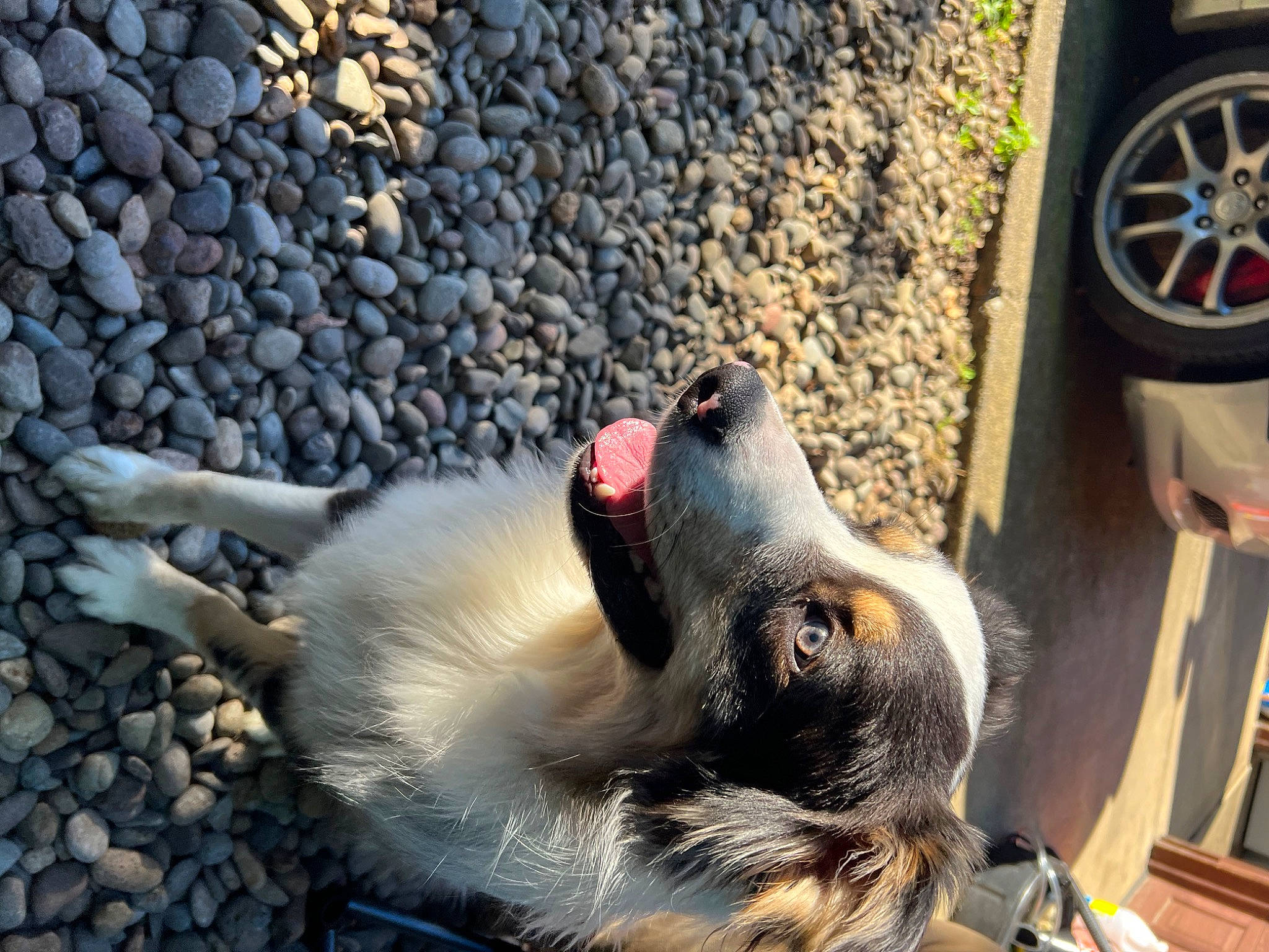 Astro joined the competition — help win amazing prizes! automotive_lighting, automotive_tire, automotive_wheel_system, carnivore, companion_dog, dog_breed, fawn, felidae, fender, photograph, road_surface, small_to_medium_sized_cats, snout, tail, tire, tire_care, vehicle, vehicle_door, wheel, whiskers