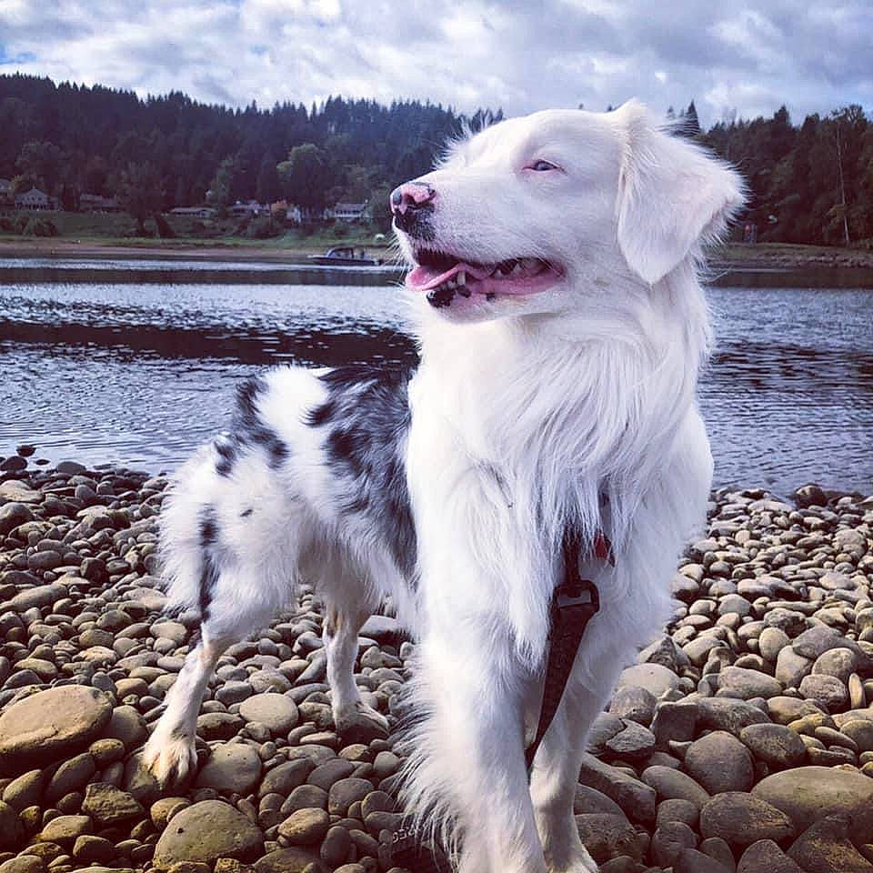 Bow Bow joined the competition — help win amazing prizes! borzoi, canidae, carnivore, cloud, companion_dog, dog, dog_breed, fang, fur, happy, lake, ocean, sighthound, silken_windhound, sky, sporting_group, tree, water, working_animal, working_dog
