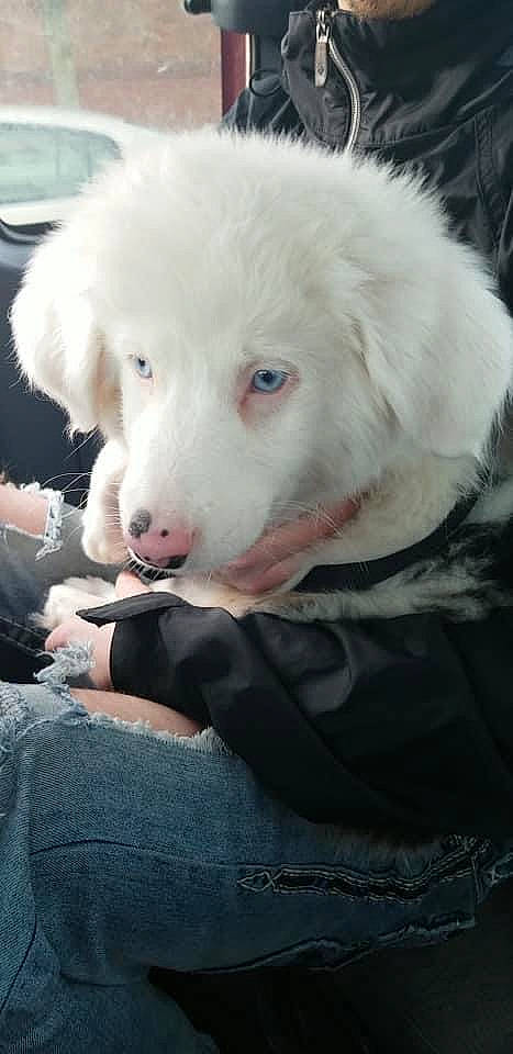 Bow Bow joined the competition — help win amazing prizes! canidae, carnivore, companion_dog, dog, dog_breed, ear, eye, fang, fur, head, livestock_guardian_dog, maremma_sheepdog, non_sporting_group, puppy, sitting, snout, sporting_group, terrestrial_animal, working_animal, working_dog