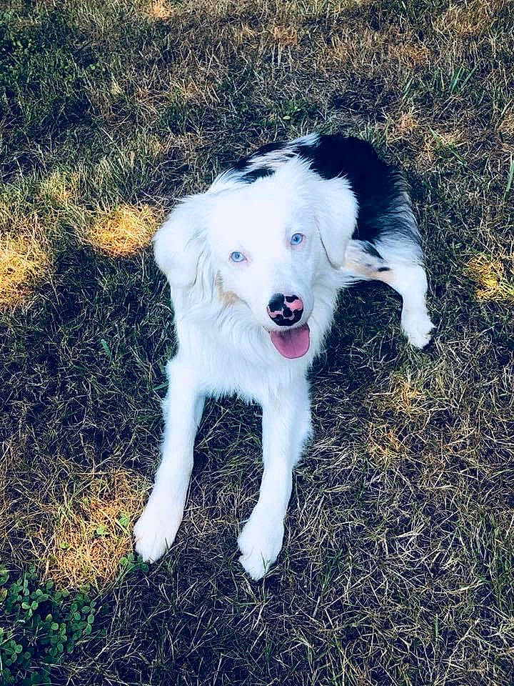 Bow Bow joined the competition — help win amazing prizes! canidae, carnivore, companion_dog, dog, dog_breed, fur, grass, mammal, plant, sporting_group, tints_and_shades, working_dog