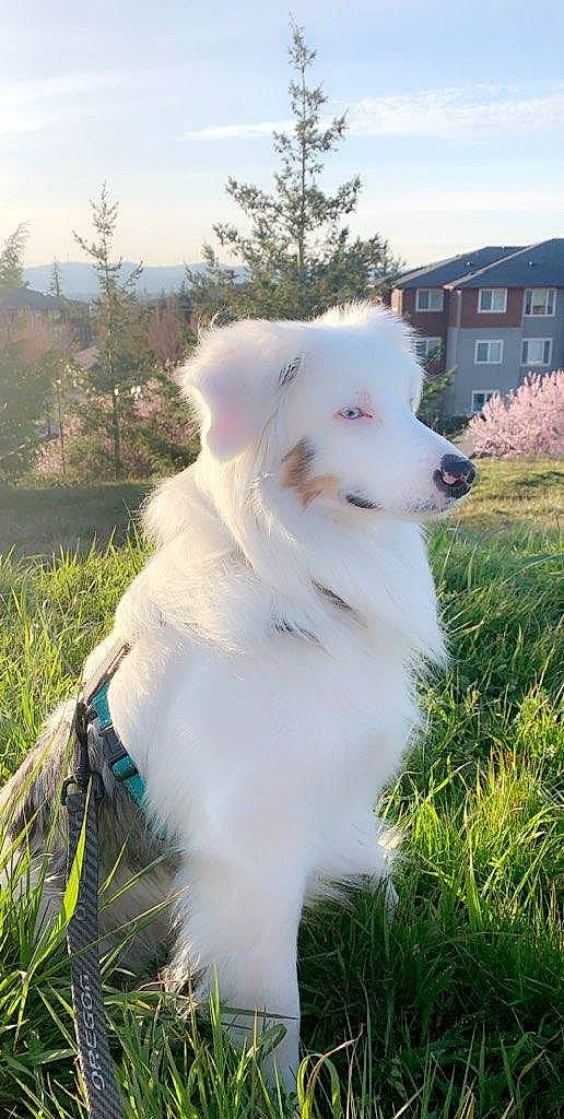 Bow Bow is registered to the contest to win money with this photo: building, canidae, carnivore, cloud, collar, companion_dog, dog, dog_breed, dog_collar, fashion_accessory, grass, indian_spitz, plant, sky, snout, sporting_group, tail, tree, window, working_animal