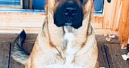Noushka a rejoint le concours — aidez-le/la à gagner de superbes lots ! dog, large_dog, sitting, front_view, crossed_paws, floppy_ears, short_fur, tan_fur, black_muzzle, white_chest, white_paws, brown_eyes, portrait, outdoor, porch, wooden_floor, blue_door, doorway, centered_subject, pet_photography