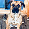 dog, large_dog, sitting, front_view, crossed_paws, floppy_ears, short_fur, tan_fur, black_muzzle, white_chest, white_paws, brown_eyes, portrait, outdoor, porch, wooden_floor, blue_door, doorway, centered_subject, pet_photography