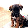 Noushka participe au concours pour gagner de l'argent avec cette photo : puppy, dog, pet, animal, sitting, portrait, adorable, brown_fur, black_fur, floppy_ears, paws, puppy_face, indoor, wooden_floor, dog_bed, cushion, home, toy, camera_facing, cute