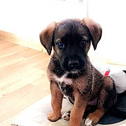 Noushka participe au concours pour gagner de l'argent avec cette photo : puppy, dog, pet, animal, sitting, portrait, floppy_ears, black_and_brown, paws, indoors, cushion, pet_bed, wooden_floor, home, wall, window_blinds, camera_facing, cute, young_dog, companion_animal