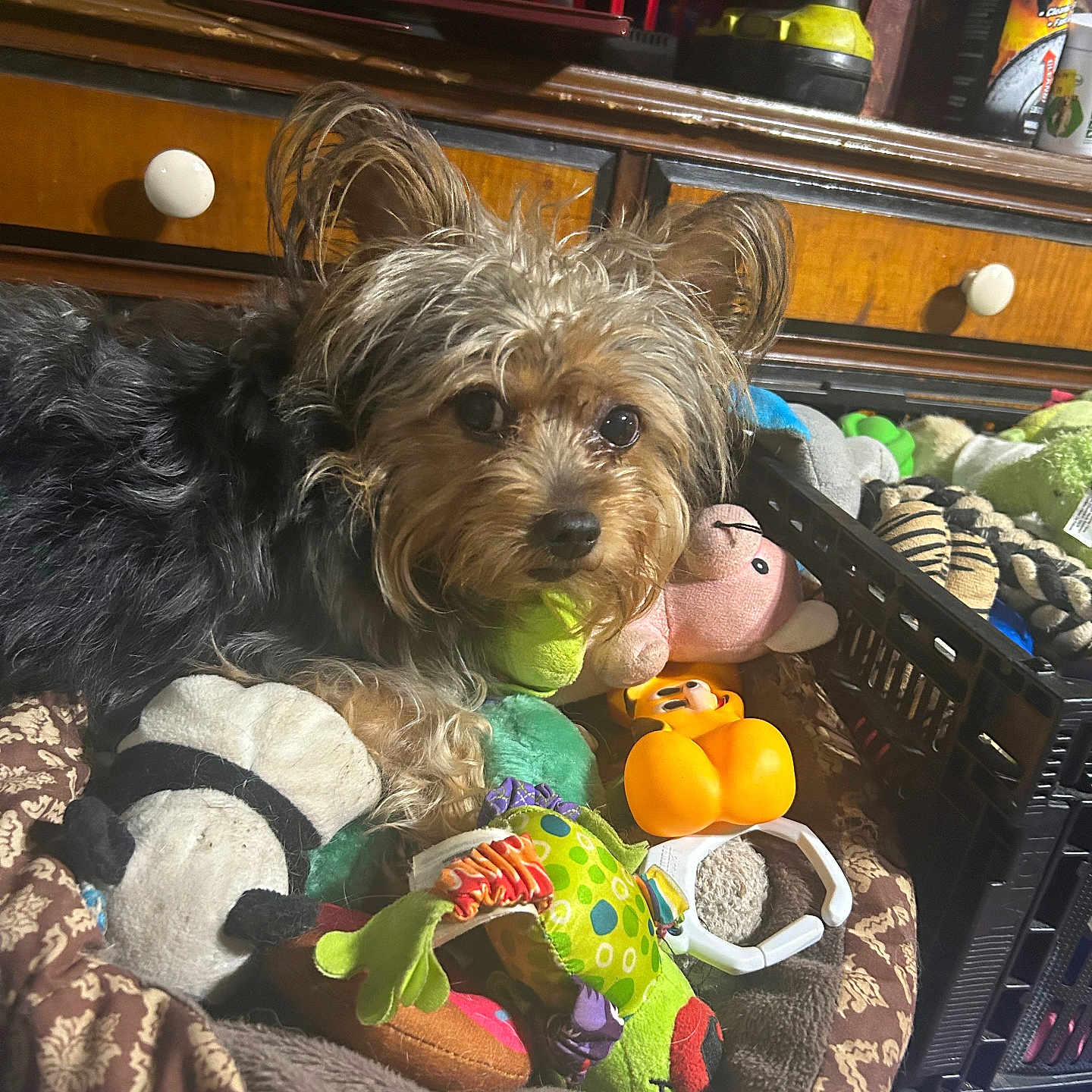 Gizmo joined the competition — help win amazing prizes! animal, black_plastic_crate, brown, colorful, cozy, cute, dog, drawer, ears, face, fur, indoor, looking, pet, pet_bed, plush_toy, small_dog, stuffed_animal, toy, wooden_furniture