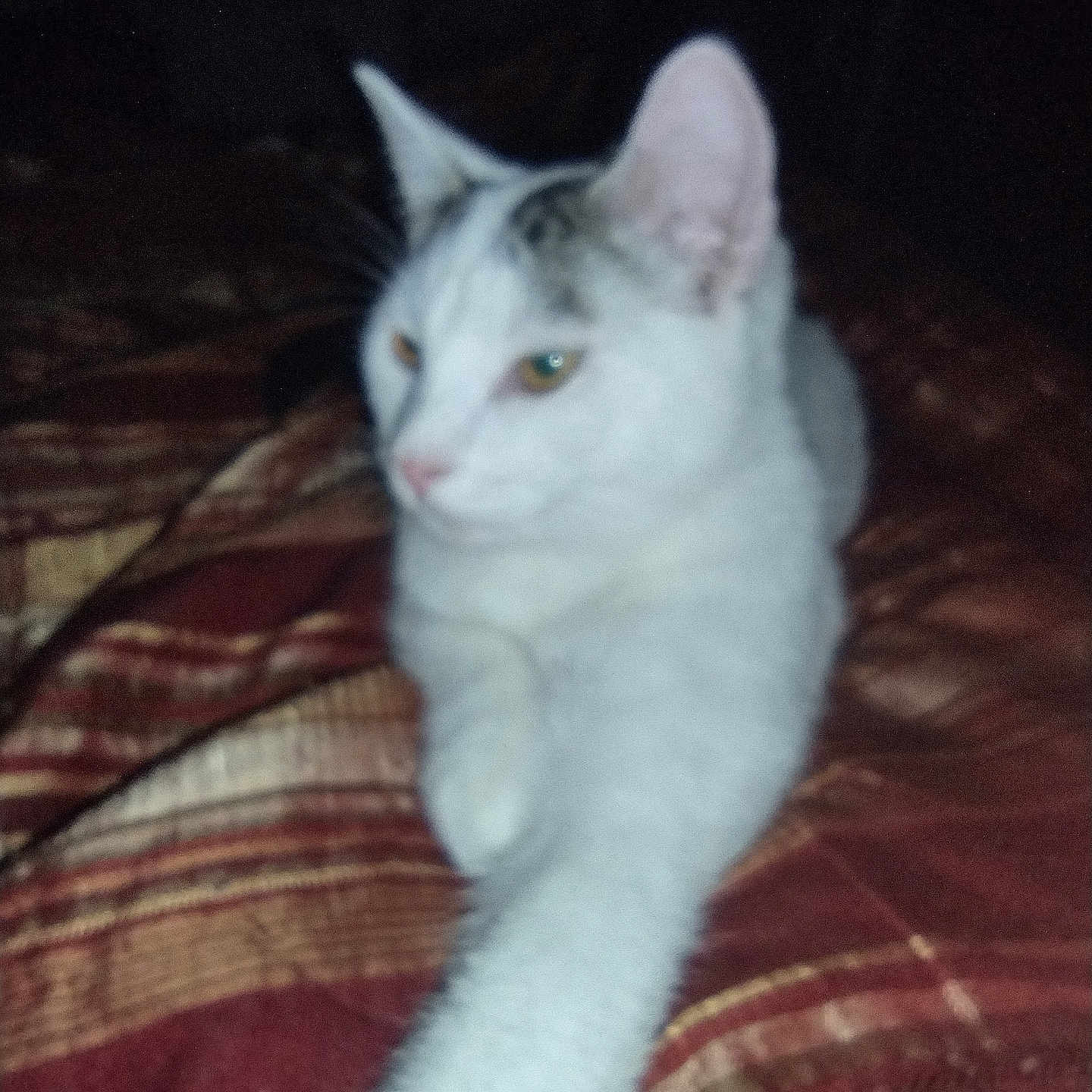 Snickerdoodle joined the competition — help win amazing prizes! animal, bed, blanket, cat, cozy, cute, domestic_animal, ears, feline, fur, indoor, paw, pet, relaxation, resting, sleepy, stretching, striped_blanket, whiskers, white_cat