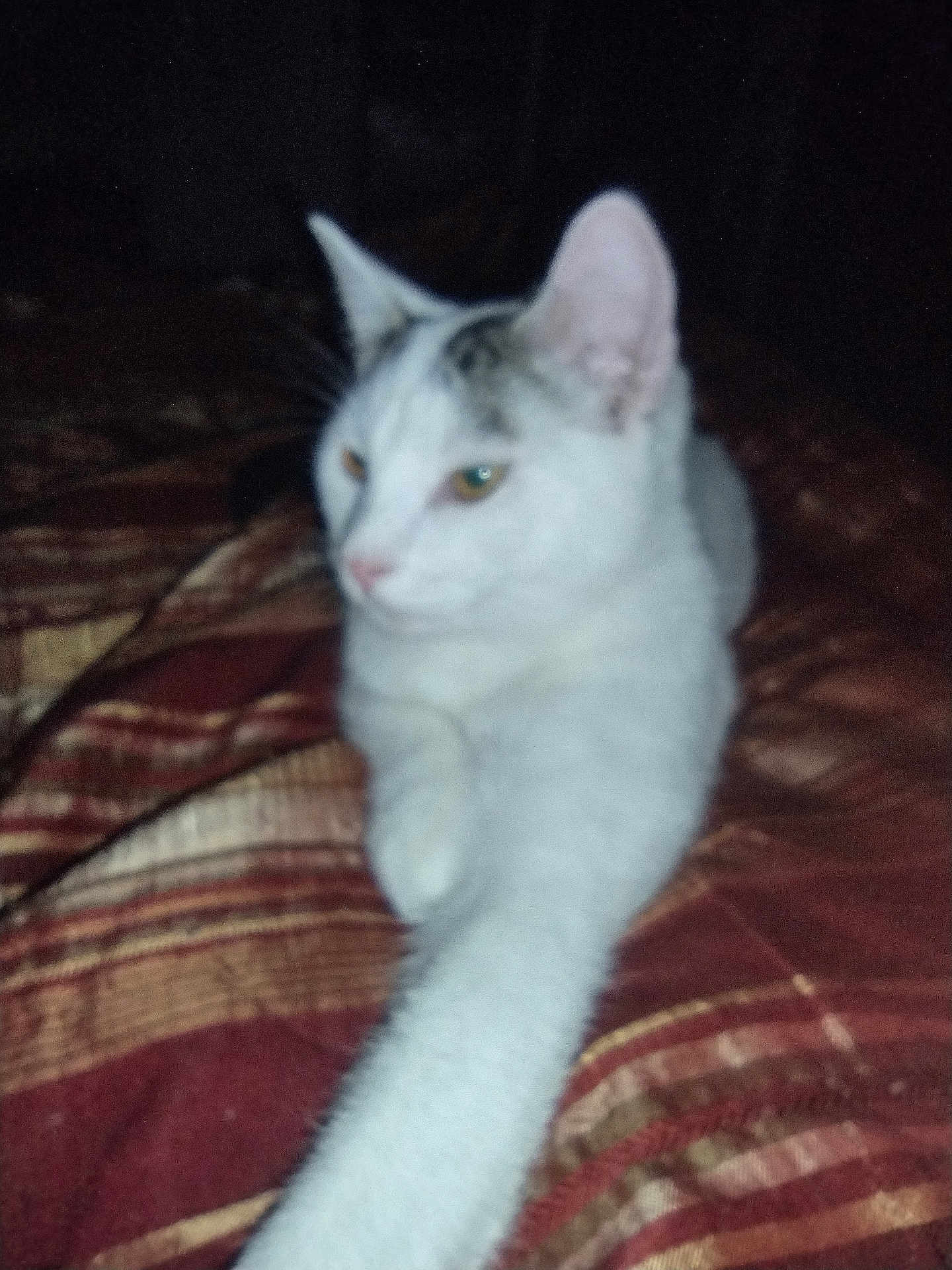 Snickerdoodle joined the competition — help win amazing prizes! animal, bed, blanket, cat, cozy, cute, domestic_animal, ears, feline, fur, indoor, paw, pet, relaxation, resting, sleepy, stretching, striped_blanket, whiskers, white_cat