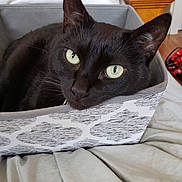 Mimi joined the competition — help win amazing prizes! animal, basket, bed, black_cat, cat, cozy, cute, domestic, ears, fabric, feline, green_eyes, household, indoor, looking, patterned, pet, relaxed, resting, whiskers