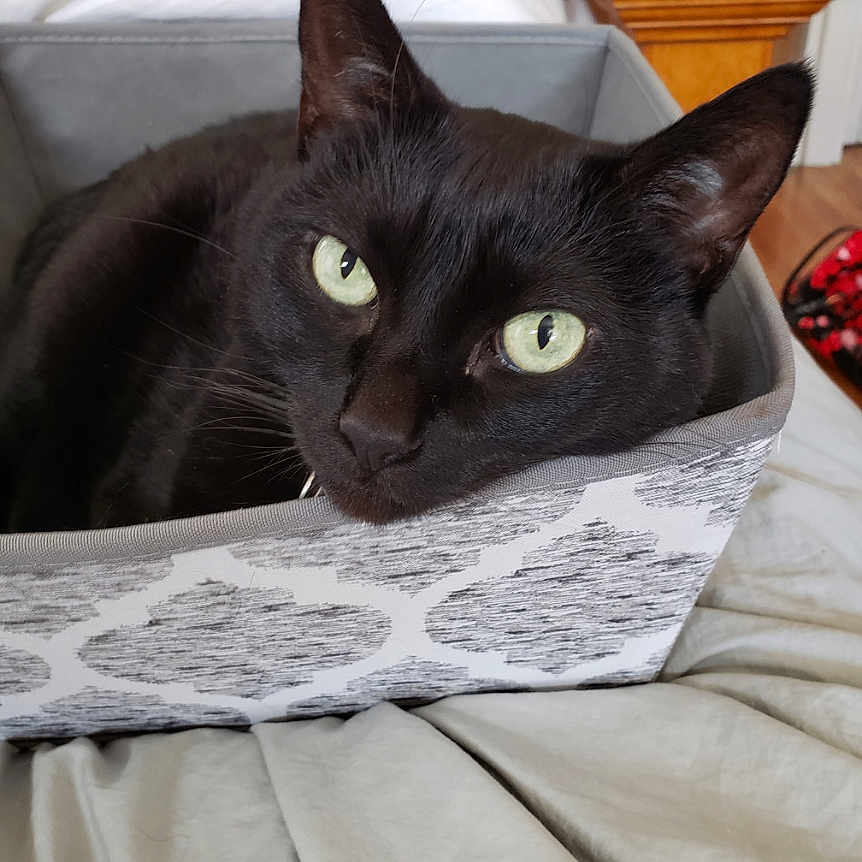 Mimi