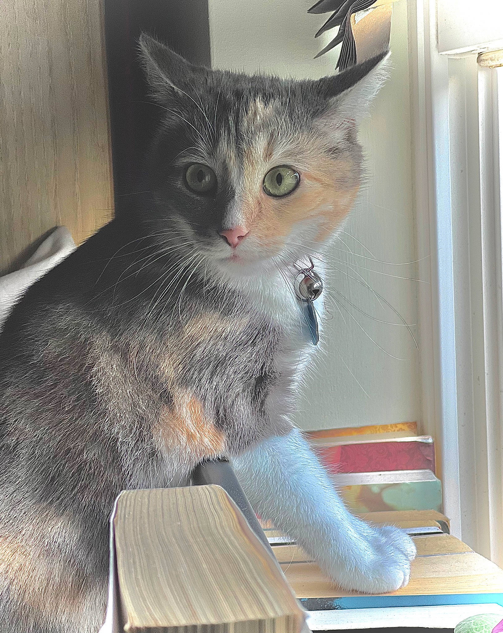 Khaleesi joined the competition — help win amazing prizes! box, carnivore, cat, cat_furniture, cat_supply, claw, comfort, couch, domestic_short_haired_cat, fawn, felidae, fur, grey, paw, sitting, small_to_medium_sized_cats, snout, tail, whiskers, window