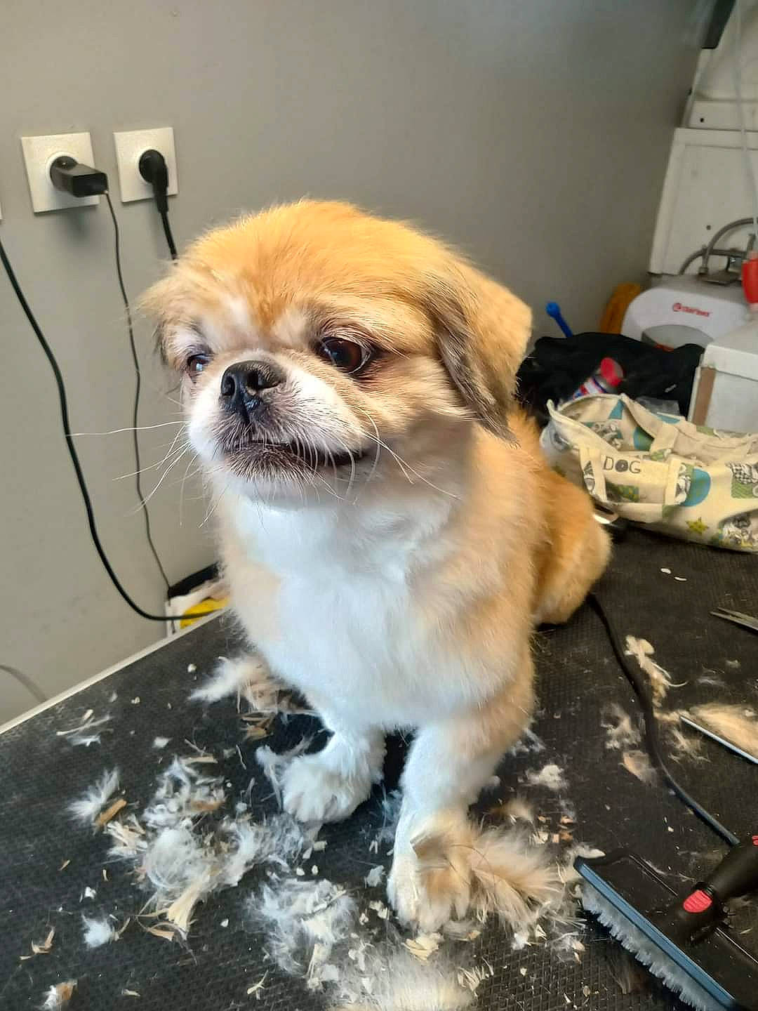 Iris participe au concours pour gagner de l'argent avec cette photo : canidae, carnivore, companion_dog, dog, dog_breed, fawn, flooring, fur, handwriting, non_sporting_group, puppy, snout, sporting_group, toy_dog, whiskers