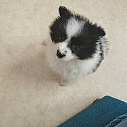 Anouchka participe au concours pour gagner de l'argent avec cette photo : puppy, dog, black_and_white, fluffy, cute, pet, indoor, floor, cushion, blue, small, young, fur, animal, looking_up, companion, adorable, domestic, friendly, curious