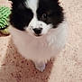Anouchka participe au concours pour gagner de l'argent avec cette photo : puppy, dog, black_and_white, fluffy, toy, green, floor, indoor, pet, cute, small, animal, looking_up, fur, canine, playful, young, domestic, adorable, companion