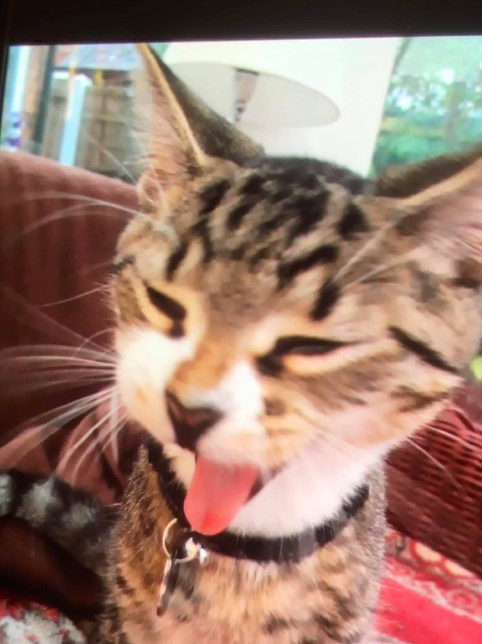 Benji is registered to the contest to win money with this photo: beauty, carnivore, cat, claw, close_up, comfort, domestic_short_haired_cat, felidae, fur, mammal, paw, small_to_medium_sized_cats, snout, tail, whiskers, wildlife