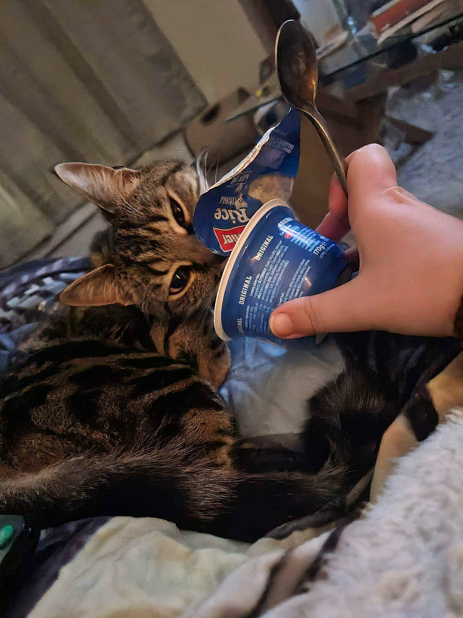 Benji is registered to the contest to win money with this photo: black_cat, canidae, carnivore, cat, claw, comfort, dog_breed, domestic_short_haired_cat, electric_blue, felidae, fur, human_leg, linens, mammal, nail, small_to_medium_sized_cats, snout, sporting_group, whiskers, wrist