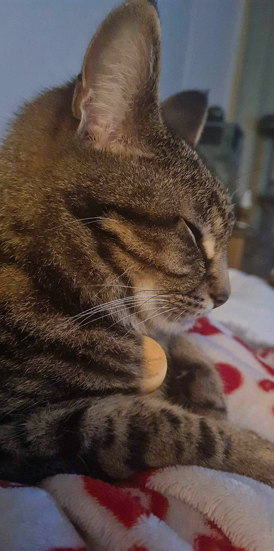 Benji is registered to the contest to win money with this photo: carnivore, cat, claw, domestic_short_haired_cat, felidae, fur, paw, sitting, small_to_medium_sized_cats, snout, tail, terrestrial_animal, whiskers, wildlife, window