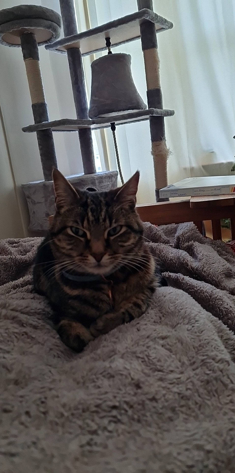 Benji is registered to the contest to win money with this photo: carnivore, cat, cat_supply, comfort, domestic_short_haired_cat, door, felidae, floor, flooring, fur, grey, hardwood, human_leg, small_to_medium_sized_cats, tail, textile, tree, whiskers, window, wood