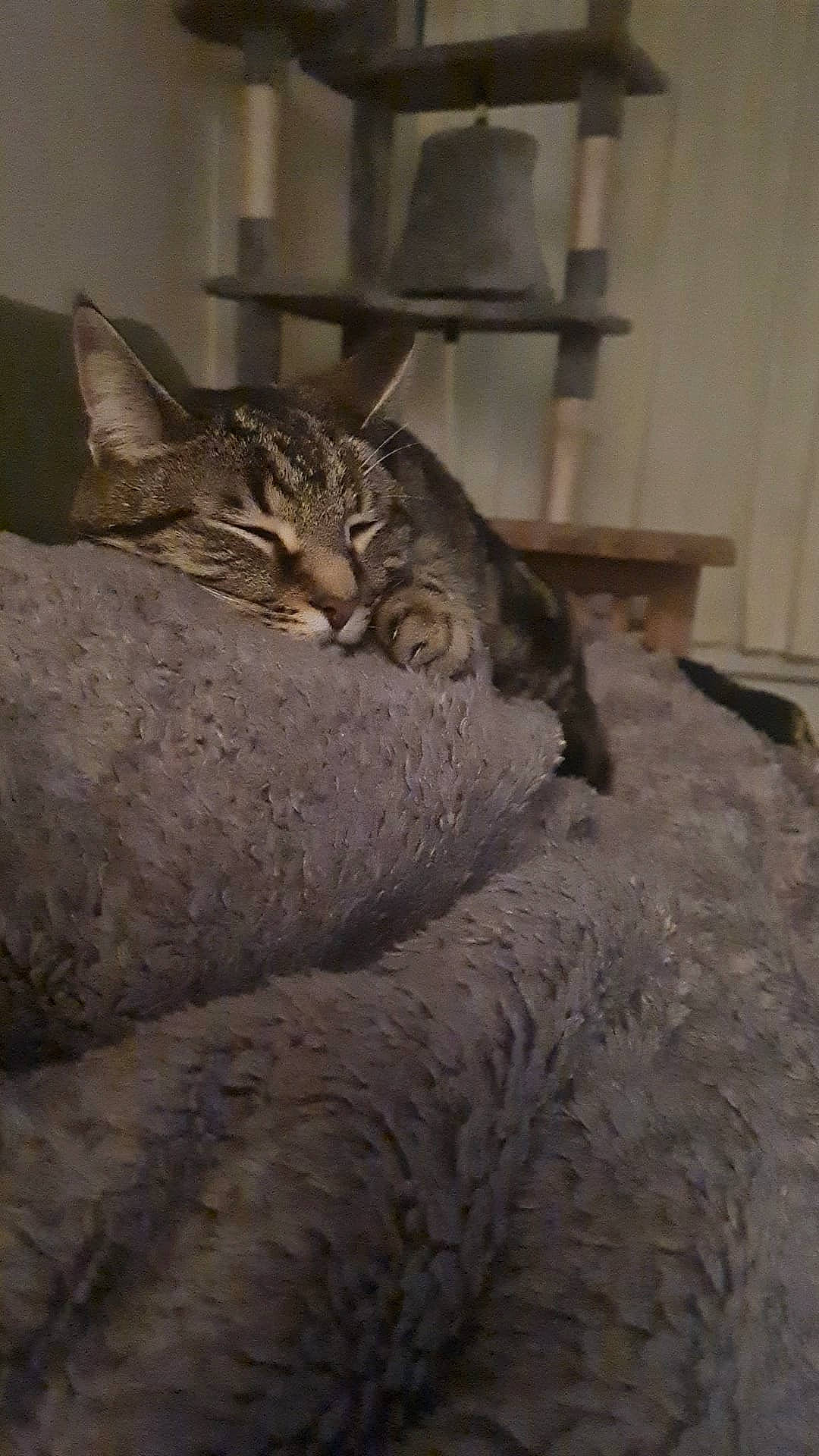 Benji is registered to the contest to win money with this photo: carnivore, cat, comfort, domestic_short_haired_cat, felidae, flooring, fur, grey, hardwood, linens, paw, room, small_to_medium_sized_cats, snout, tail, terrestrial_animal, whiskers, wildlife, wood