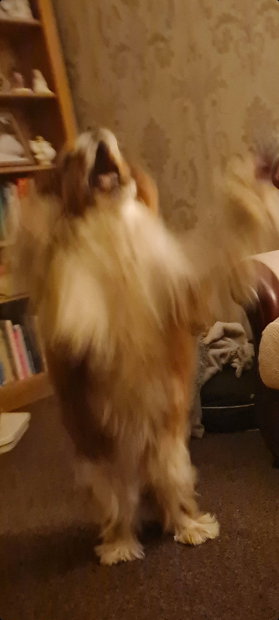 Casper joined the competition — help win amazing prizes! bookcase, carnivore, companion_dog, dog, dog_breed, fawn, felidae, flooring, fur, hardwood, paw, shelf, small_to_medium_sized_cats, snout, sporting_group, tail, toy_dog, whiskers, wood, working_animal