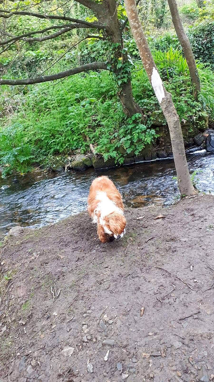 Casper joined the competition — help win amazing prizes! carnivore, companion_dog, dog, dog_breed, fawn, fluvial_landforms_of_streams, forest, grass, natural_landscape, plant, riparian_zone, soil, sporting_group, stream, tail, tree, trunk, water, wood, woodland