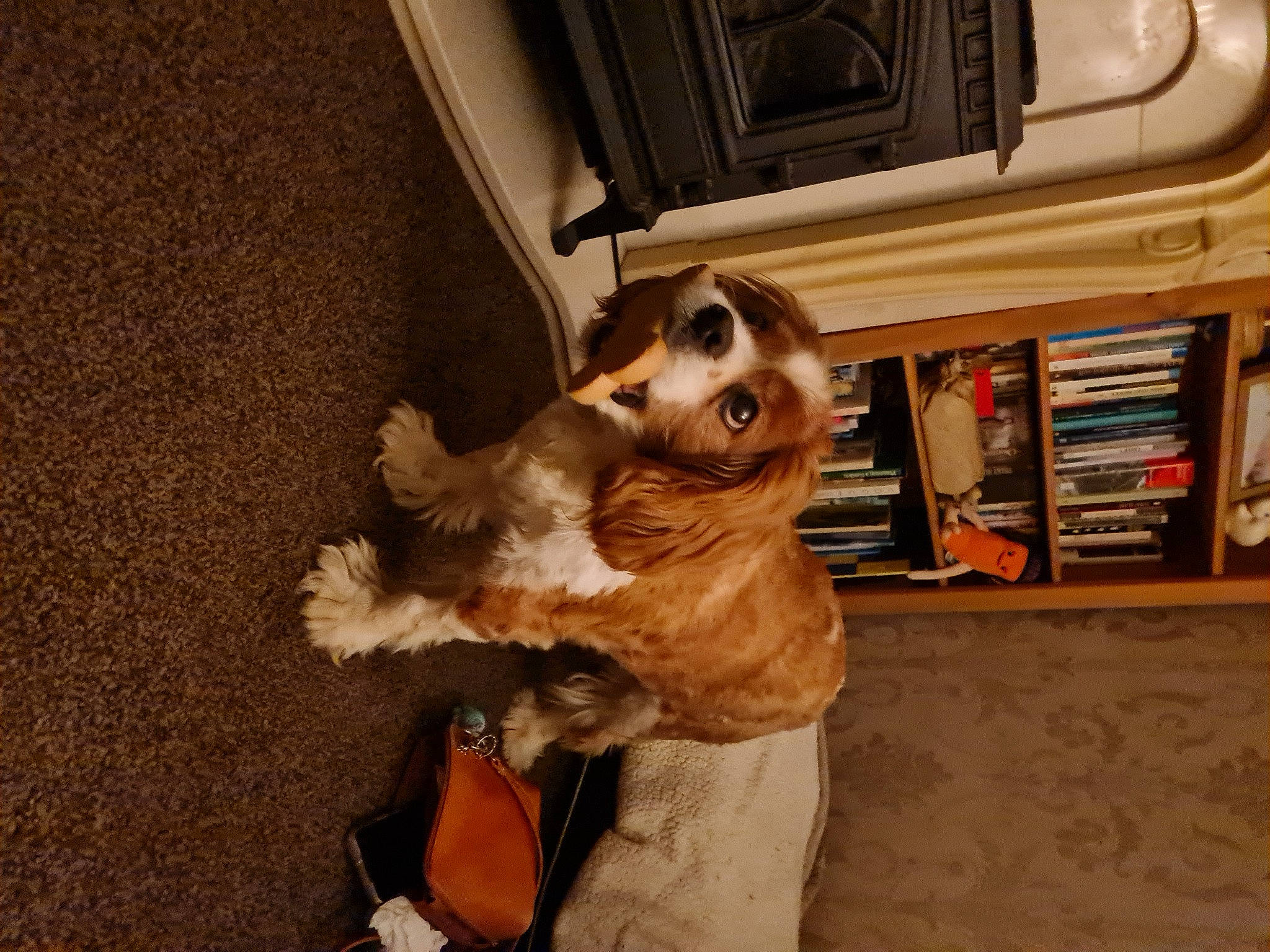 Casper joined the competition — help win amazing prizes! carnivore, comfort, companion_dog, dog_breed, fawn, felidae, floor, flooring, fur, hardwood, paw, small_to_medium_sized_cats, snout, sporting_group, stuffed_toy, tail, toy, toy_dog, whiskers, wood