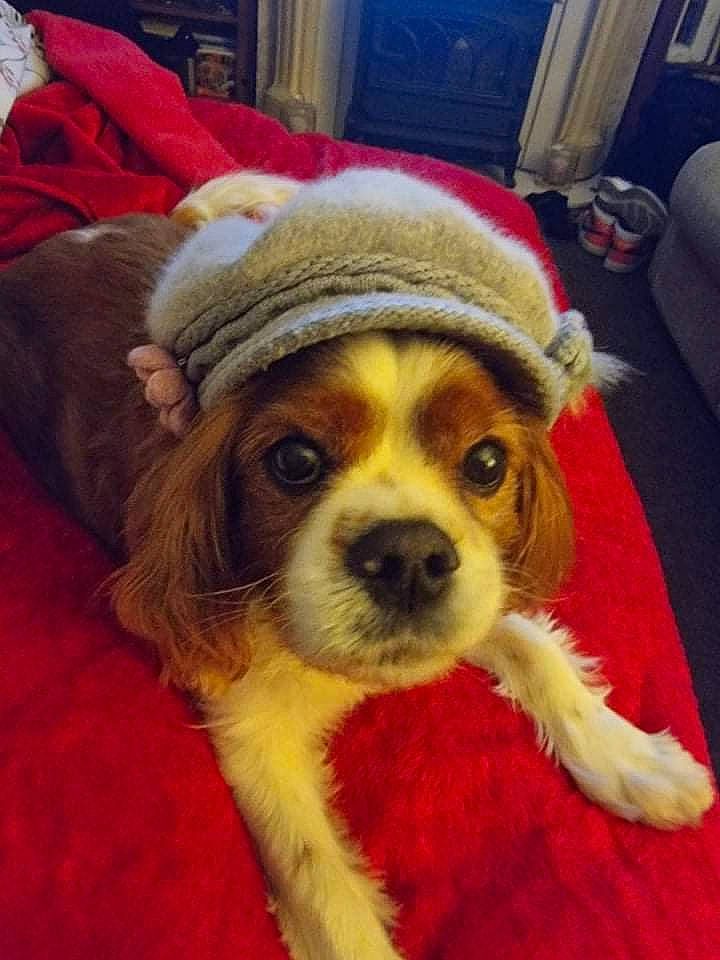 Casper is registered to the contest to win money with this photo: carnivore, chair, comfort, companion_dog, corgi_chihuahua, couch, curtain, dog, dog_breed, flooring, fur, hat, helmet, living_room, snout, sporting_group, terrestrial_animal, toy_dog, whiskers, working_animal